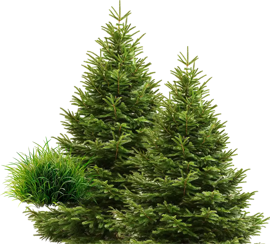 Spruce Tree