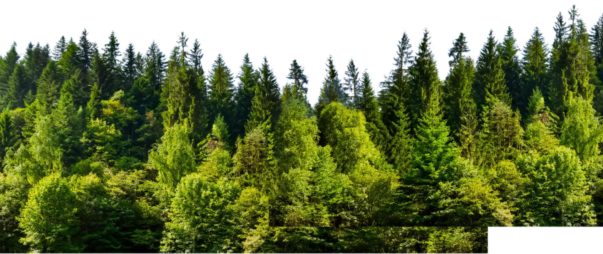 Distant Forest
