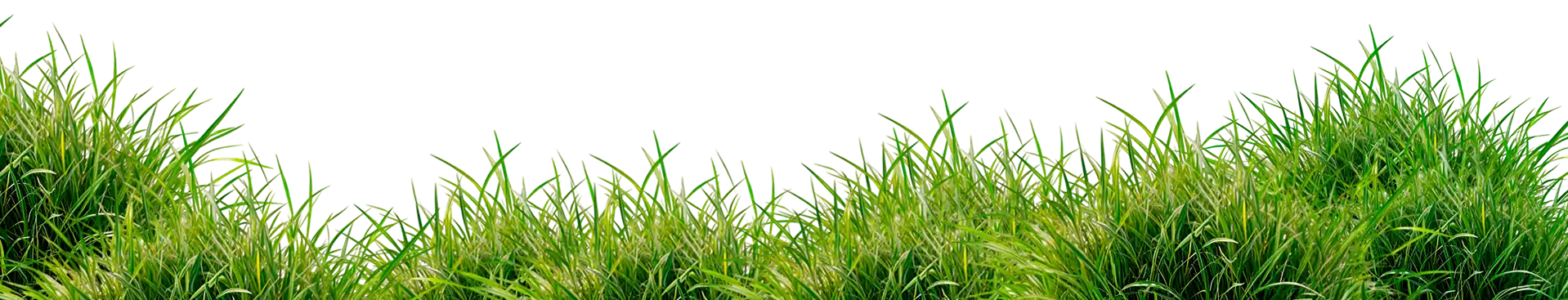 Grass