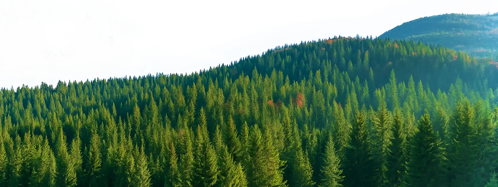 Distant Forest